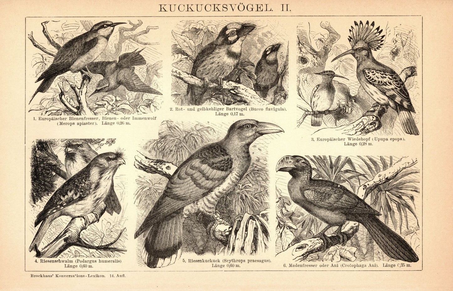 Kuckucksvögel. Buchillustration (Stich) von 1897