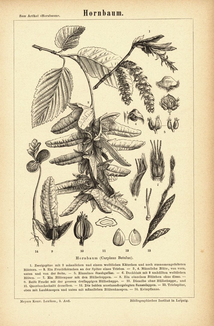 Hornbaum. Buchillustration (Stich) von 1876