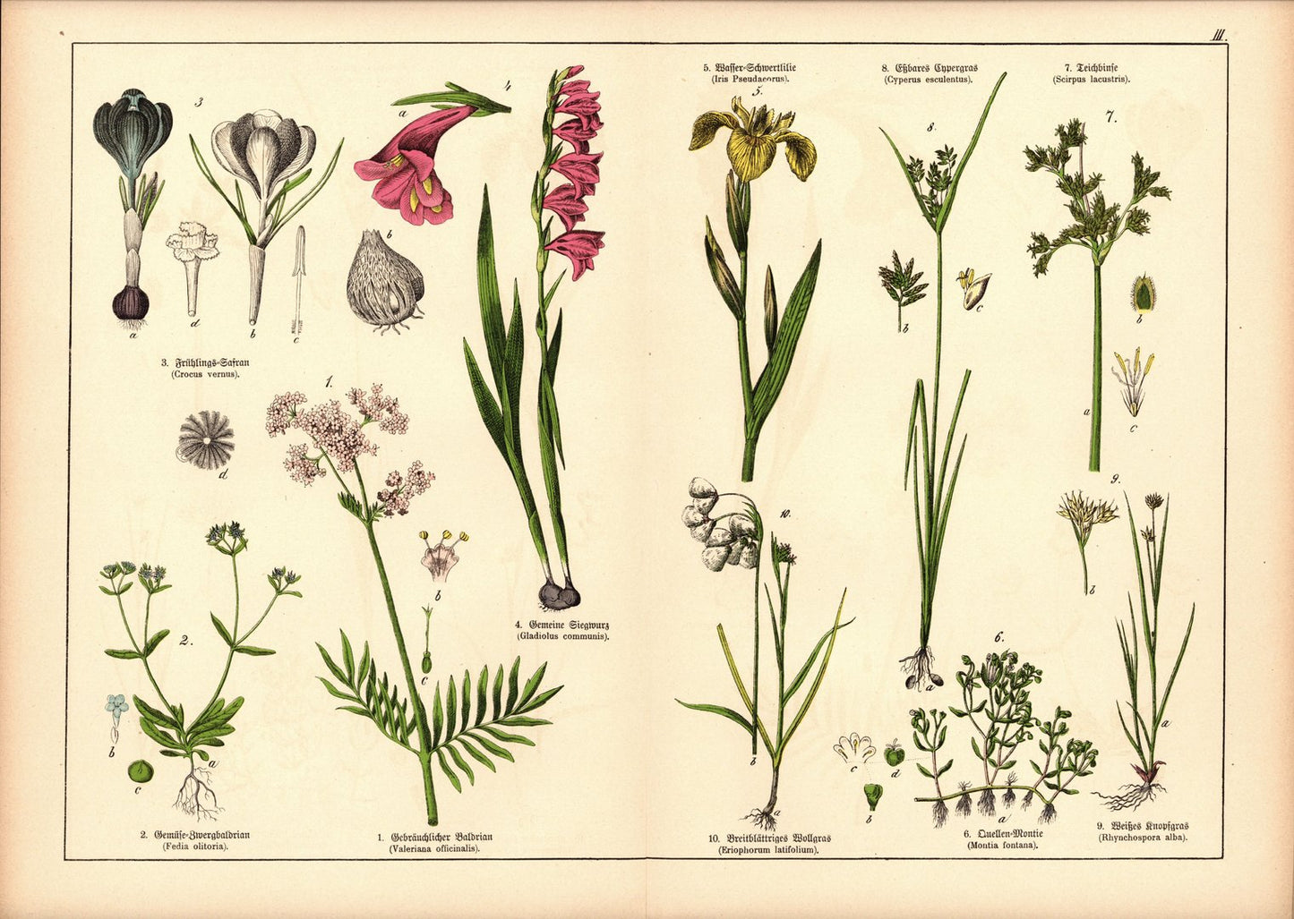 Pflanzen, Triandria Monogynia, z.B. Baldrian . Farblithografie von 1887. Tafel 3