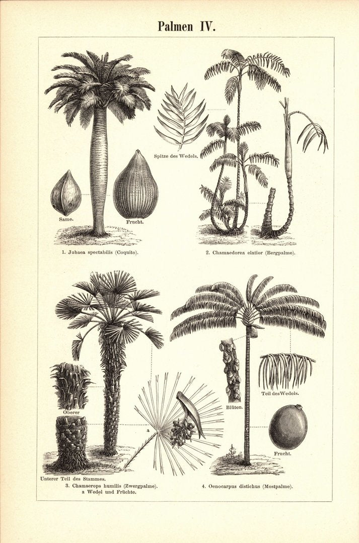Palmen III-IV. Buchillustration (Stich) von 1897