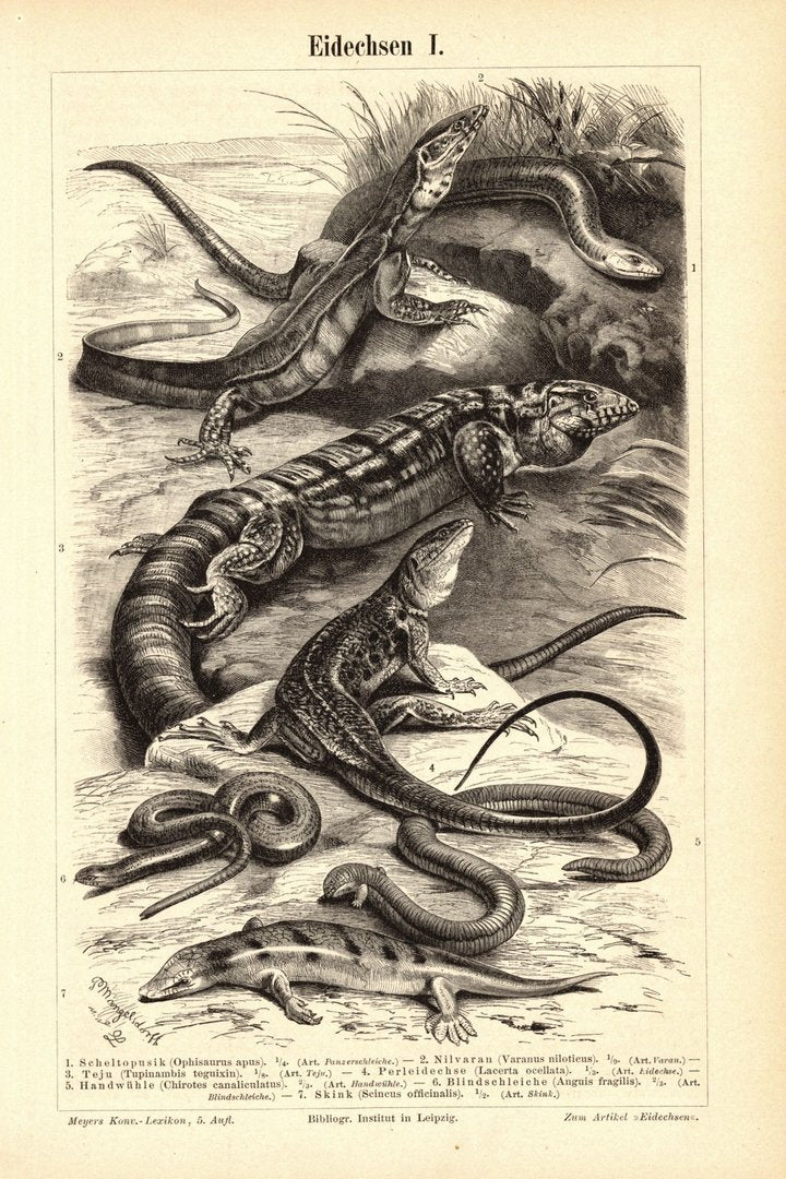 Eidechsen. Buchillustration (Stich) von 1895