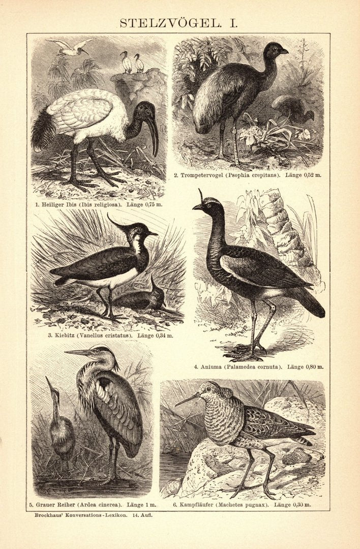 Stelzvögel I-II. Buchillustration (Stich) von 1897