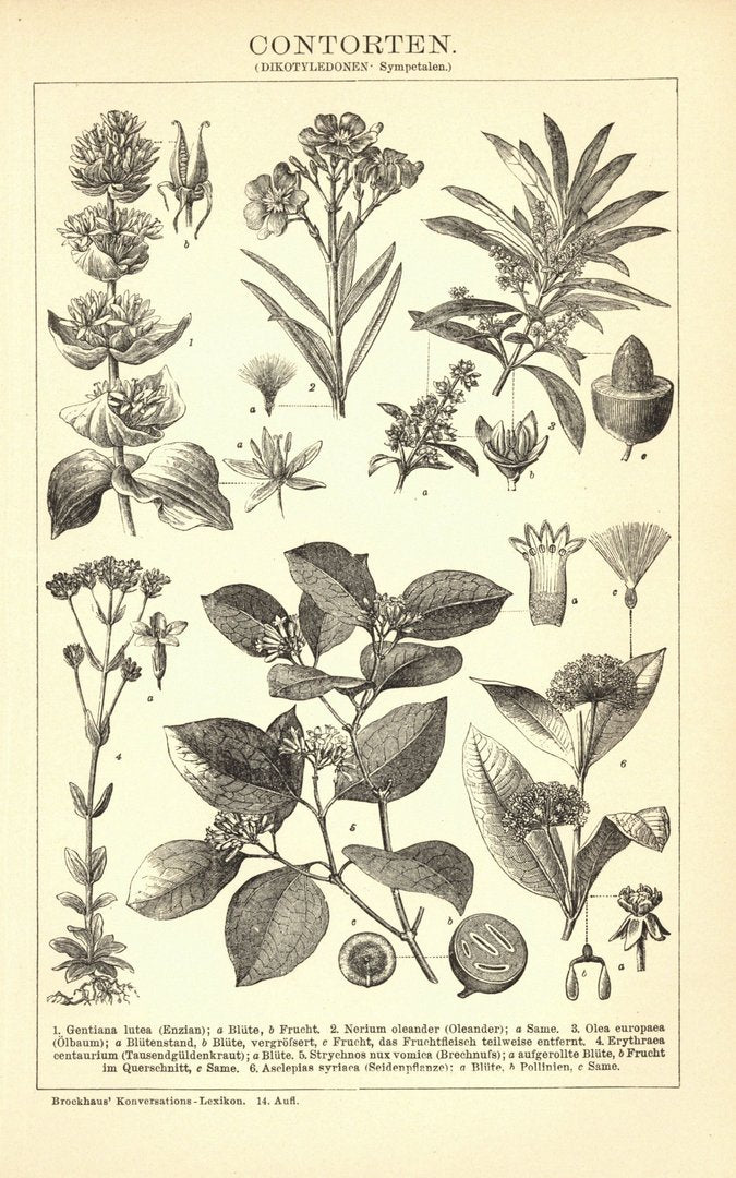 Contorten. Buchillustration (Stich) von 1897