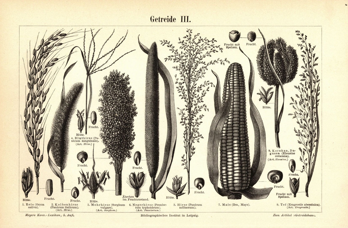 Getreide III. Buchillustration (Stich) von 1895