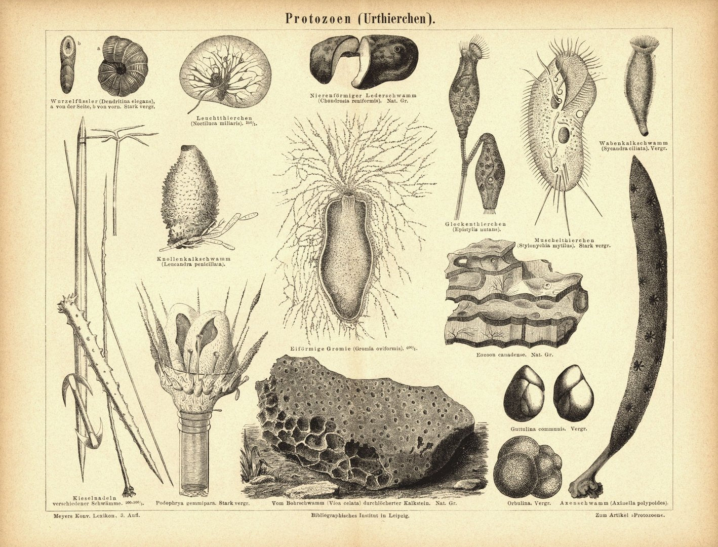 Protozoen, Urtierchen. Buchillustration (Stich) von 1878