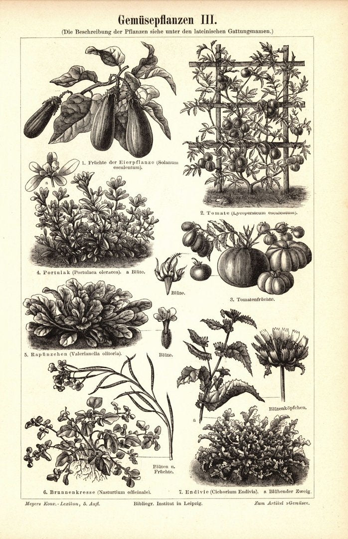 Gemüsepflanzen III-IV.. Buchillustration (Stich) von 1895