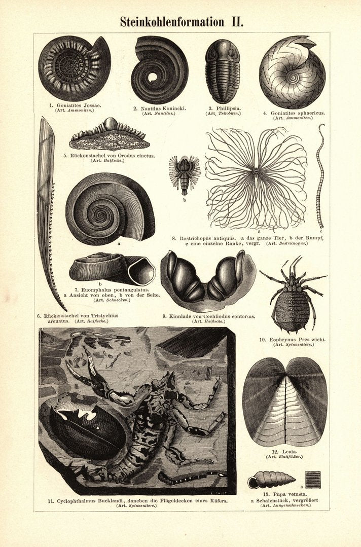 Steinkohleformation I-II. Buchillustration (Stich) von 1897