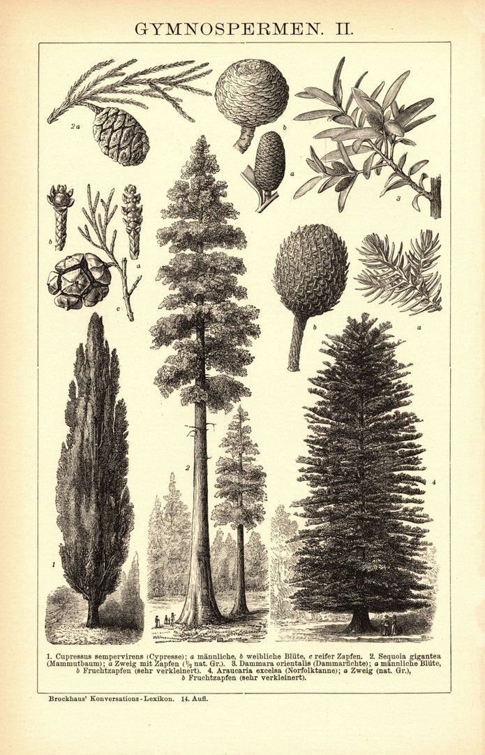 Gymnospermen. Buchillustration (Stich) von 1897