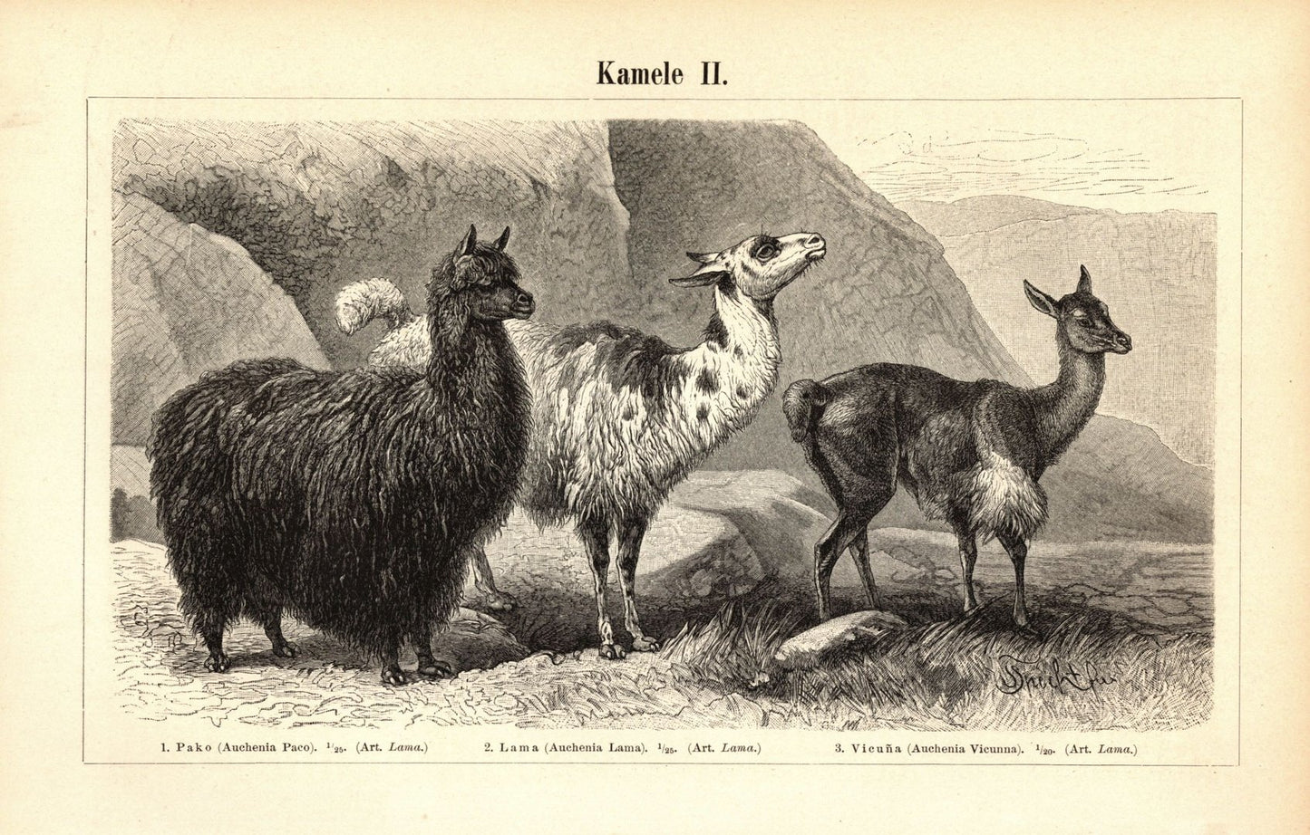 Kamele. Buchillustration (Stich) von 1896