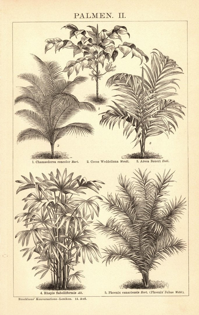 Palmen II-III. Buchillustration (Stich) von 1897