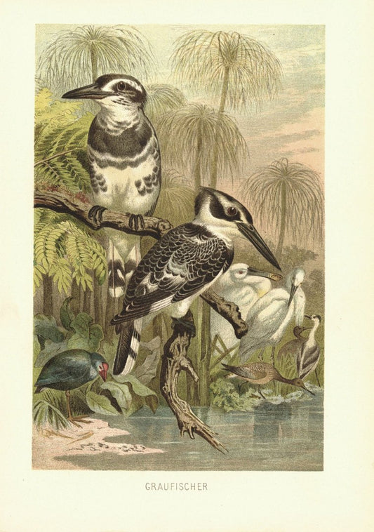 Graufischer Vögel. Lithografie von 1890