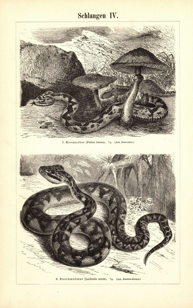 Schlangen III-IV. Buchillustration (Stich) von 1897