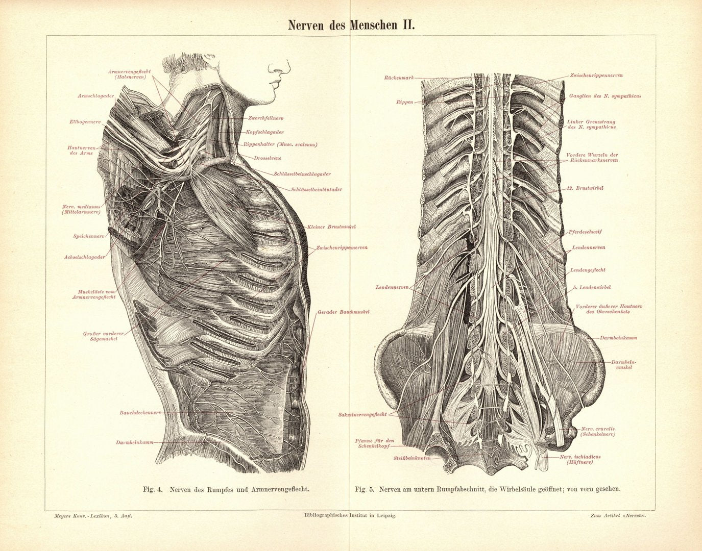 Nerven des Menschen. Buchillustration (Stich) von 1897