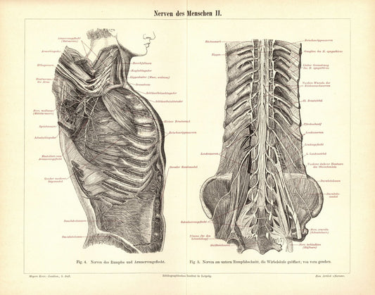 Nerven des Menschen. Buchillustration (Stich) von 1897