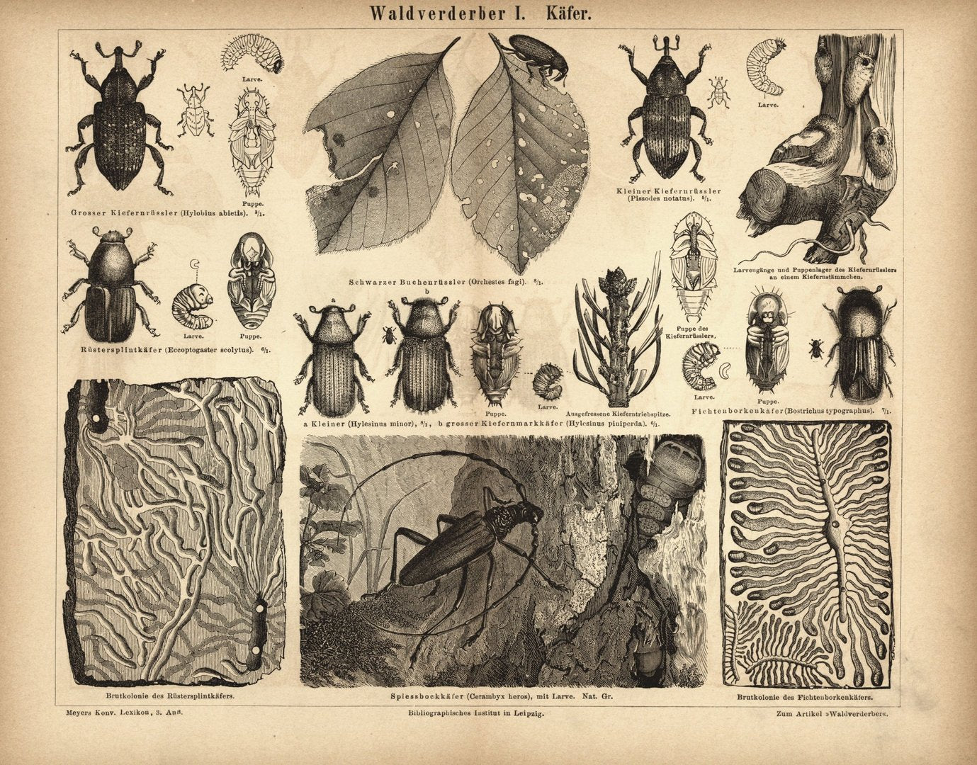 Waldverderber I, Käfer. Buchillustration (Stich) von 1878