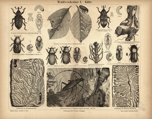 Waldverderber I, Käfer. Buchillustration (Stich) von 1878