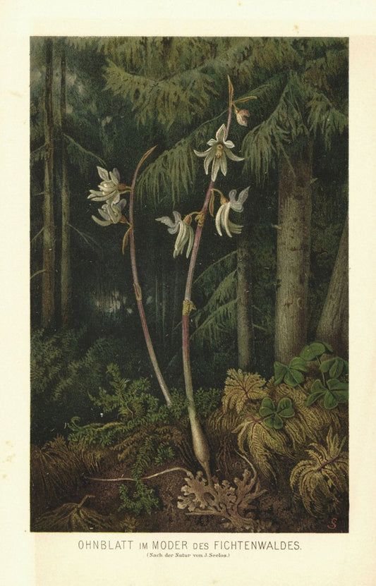Ohnblatt (Widerbart) im Moder des Fichtenwaldes. Lithographie von 1887