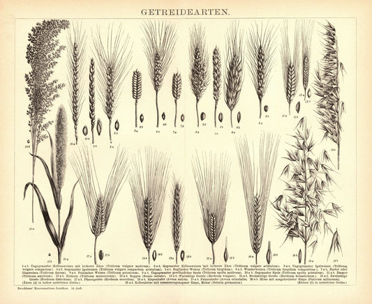 Getreide. Buchillustration (Stich) von 1897