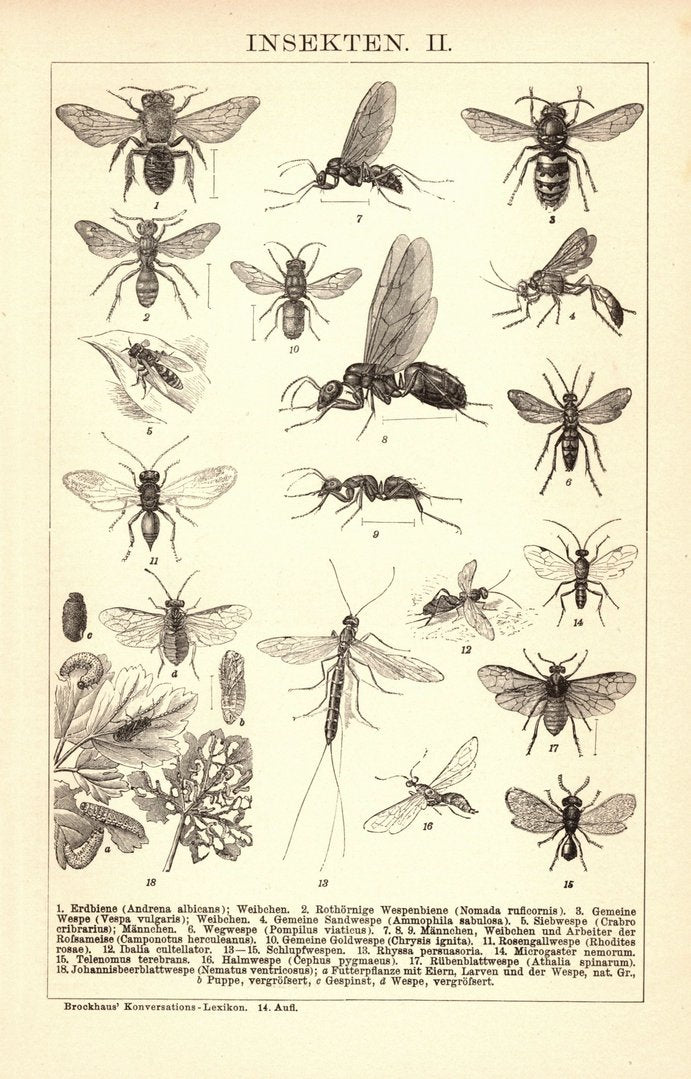 Insekten II-III. Buchillustration (Stich) von 1897