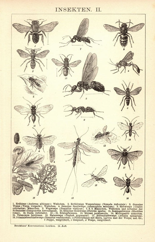 Insekten II-III. Buchillustration (Stich) von 1897