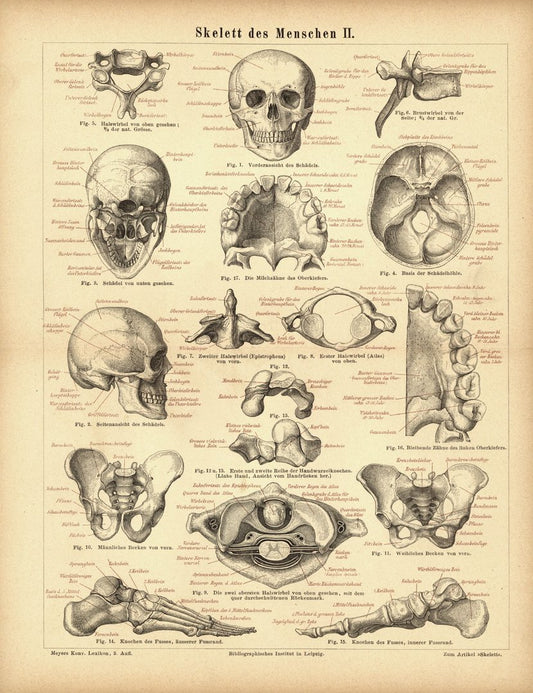 Skelett des Menschen II. Buchillustration (Stich) von 1878