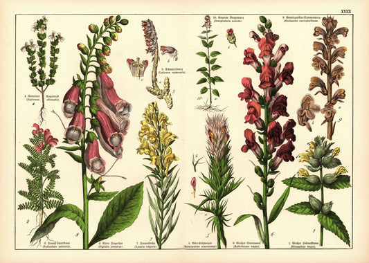 Pflanzen, Diynamia angiospermia, z.B. Fingerhut. Farblithografie von 1887. Tafel 32