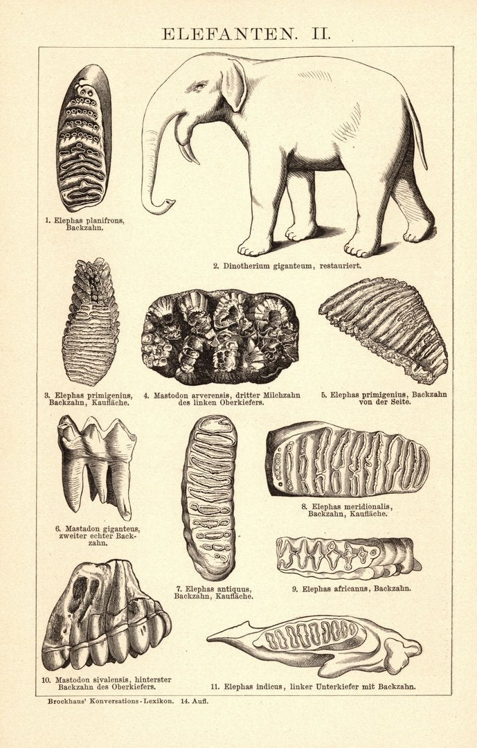 Elefanten. Buchillustration (Stich) von 1897