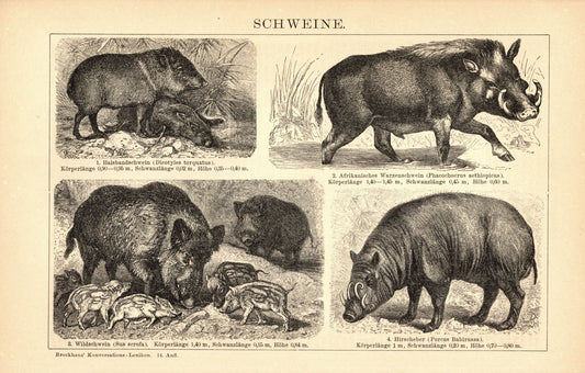 Schweine. Buchillustration (Stich) von 1897