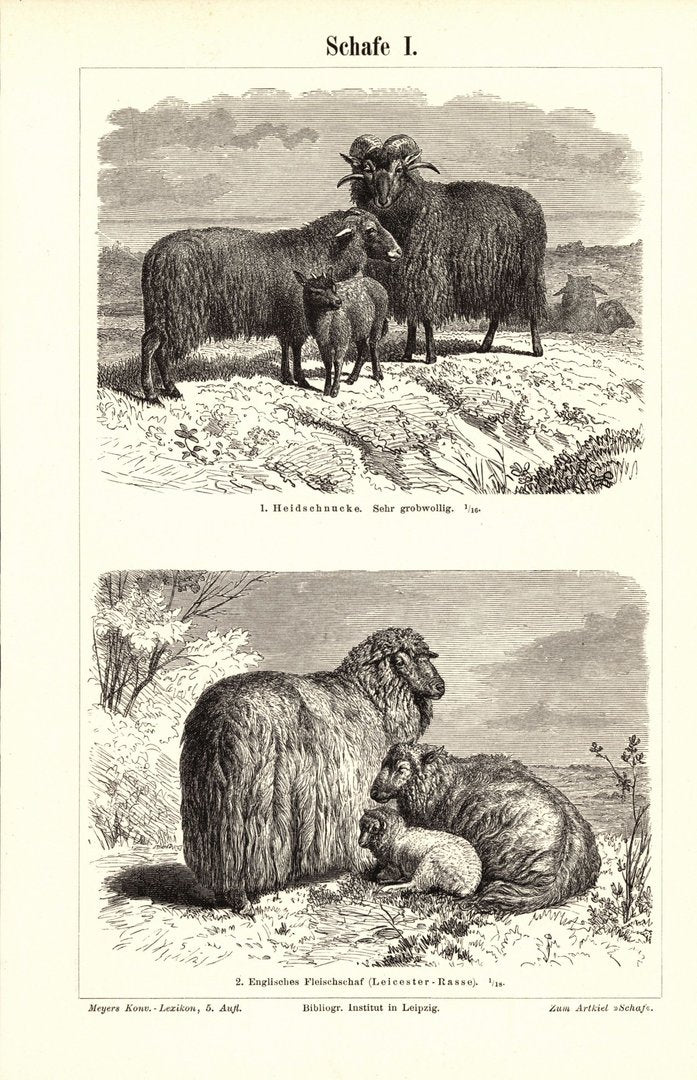 Schafe. Buchillustration (Stich) von 1897