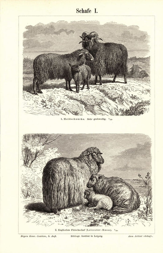 Schafe. Buchillustration (Stich) von 1897