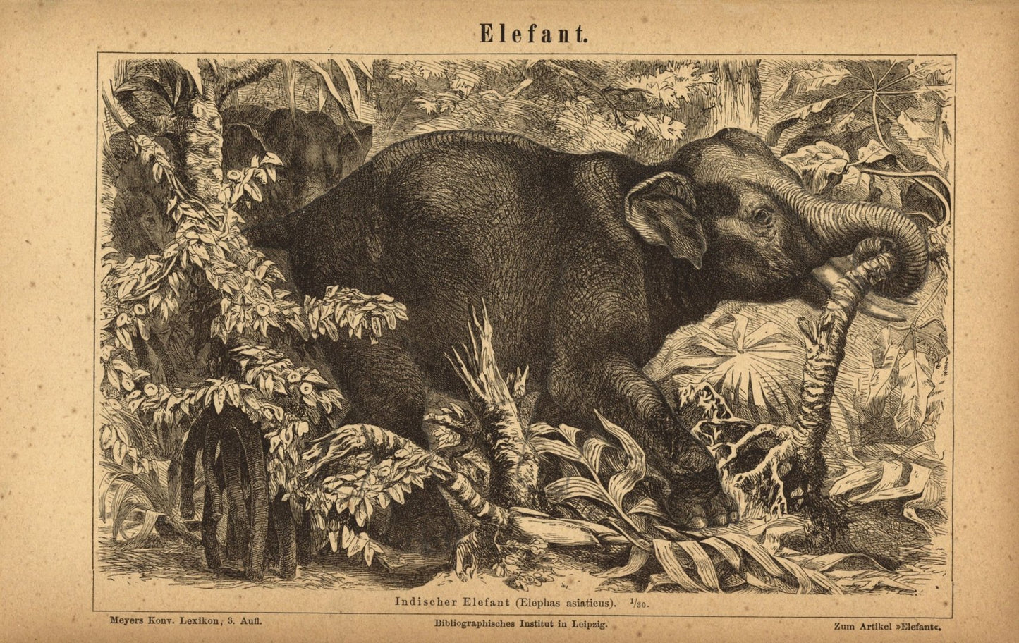 Elefant, Indischer. Buchillustration (Stich) von 1875