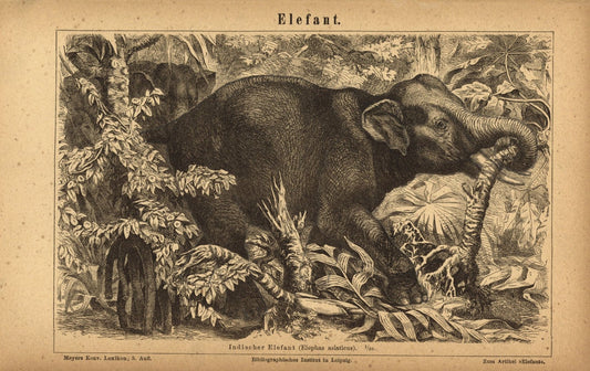 Elefant, Indischer. Buchillustration (Stich) von 1875