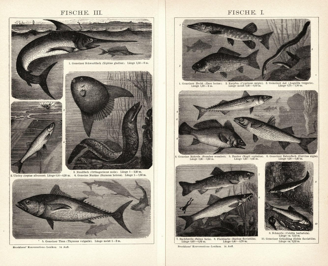 Fische I-III. Buchillustration (Stich) von 1897