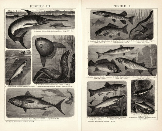 Fische I-III. Buchillustration (Stich) von 1897