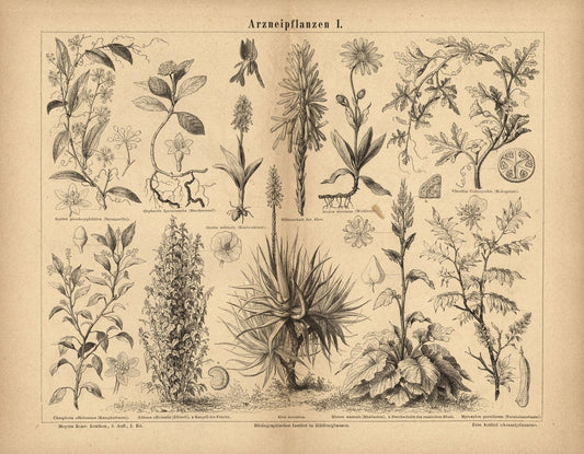 Arzneipflanzen I. Buchillustration (Stich) von 1874