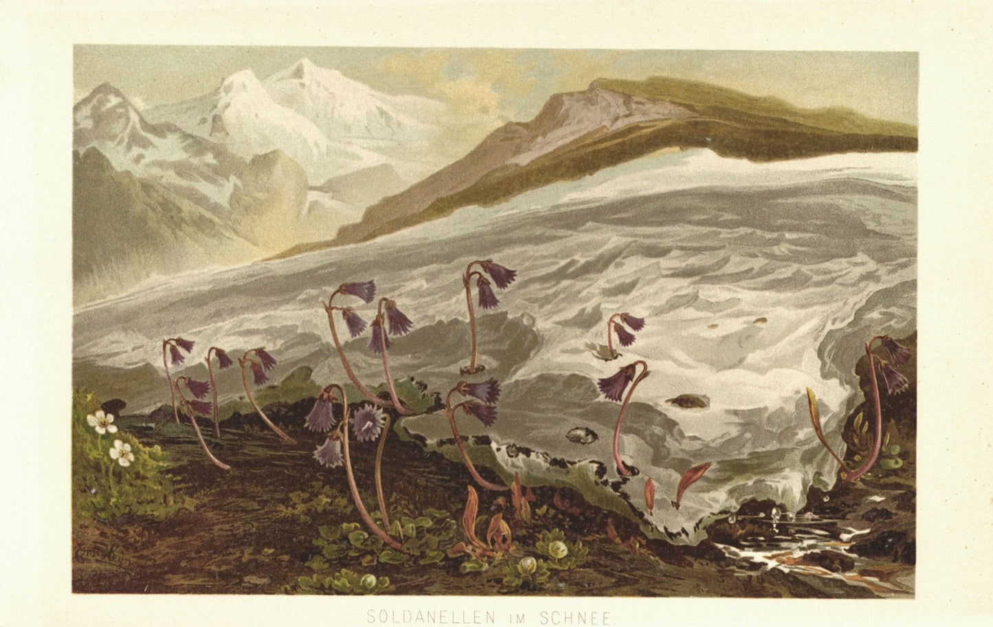 Soldanellen, Alpenglöckchen im Schnee. Lithographie von 1887