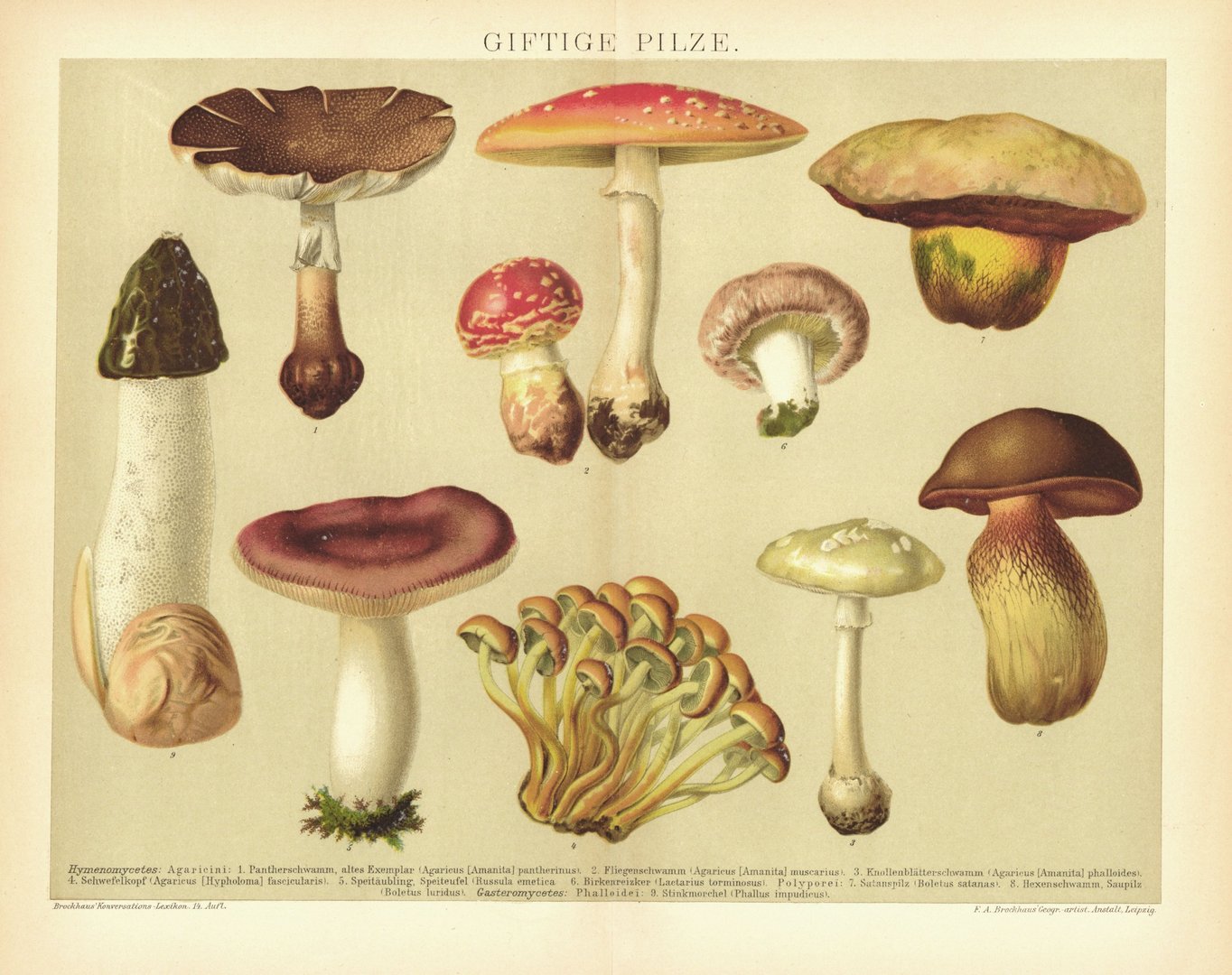 Giftige Pilze. Lithographie von 1894
