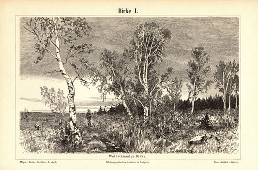 Birke. Buchillustration (Stich) von 1893