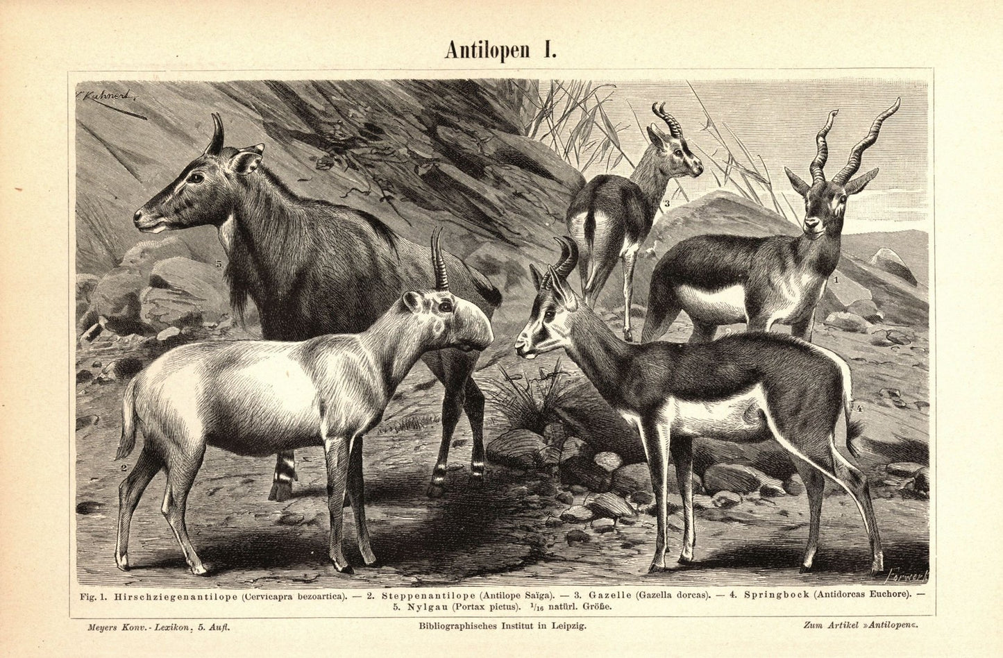 Antilopen. Buchillustration (Stich) von 1893