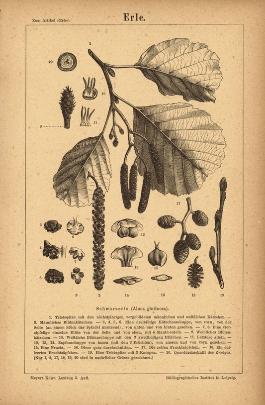 Erle. Buchillustration (Stich) von 1875