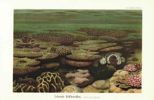 Riffkorallen. Lithografie von 1896