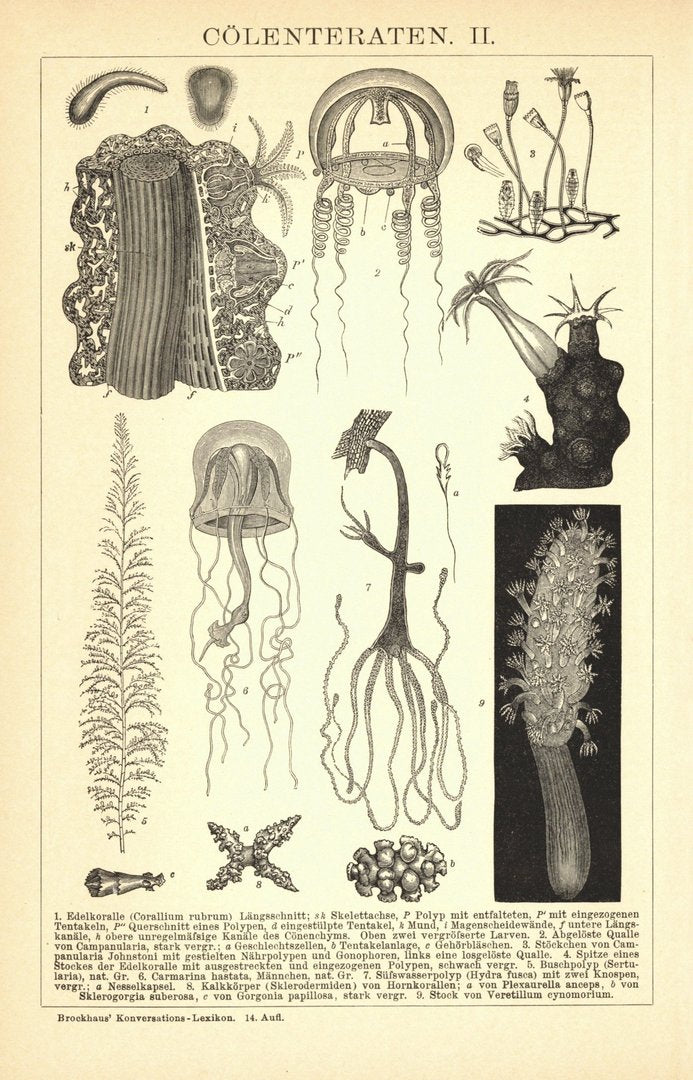 Cölenteraten. Buchillustration (Stich) von 1897