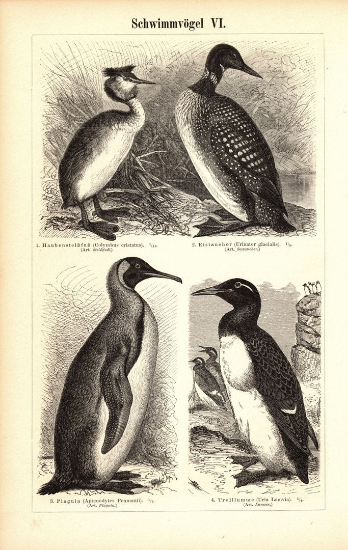 Schwimmvögel V-VI. Buchillustration (Stich) von 1897