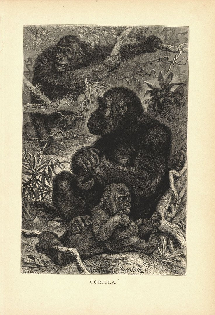 Gorilla, Affe. Buchillustration (Holzschnitt) von 1890