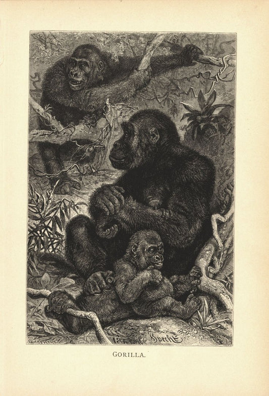 Gorilla, Affe. Buchillustration (Holzschnitt) von 1890
