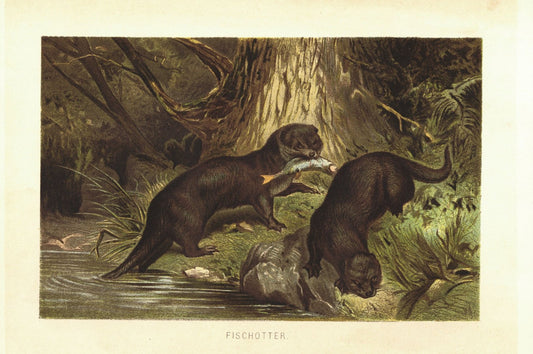 Fischotter. Lithografie von 1890