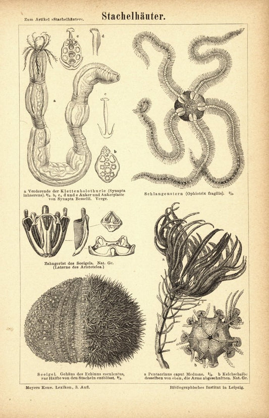 Stachelhäuter. Buchillustration (Stich) von 1877