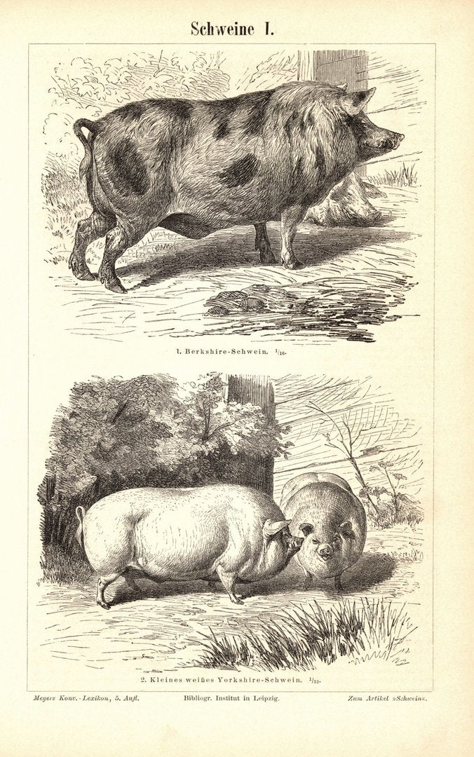 Schweine . Buchillustration (Stich) von 1897