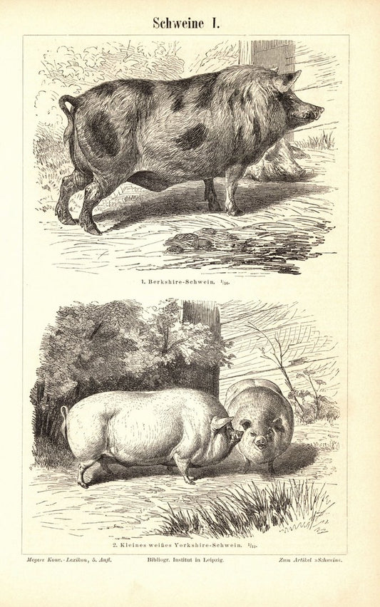 Schweine . Buchillustration (Stich) von 1897