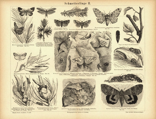 Schmetterlinge II. Buchillustration (Stich) von 1878